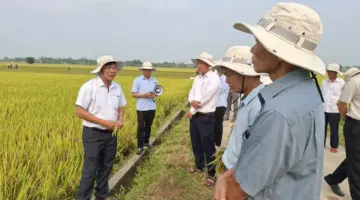 تتميز العديد من أنواع الأرز الجديدة بإنتاجية وجودة فائقتين.